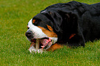 eating Great Swiss Mountain Dog