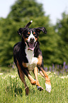 running Great Swiss Mountain Dog