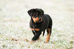 Great Swiss Mountain Dog puppy