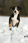 Great Swiss Mountain Dog Puppy