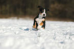 Great Swiss Mountain Dog Puppy