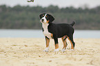 Great Swiss Mountain Dog Puppy