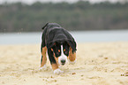 Great Swiss Mountain Dog Puppy