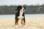 Great Swiss Mountain Dog Puppy