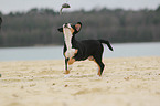 Great Swiss Mountain Dog Puppy