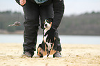 Great Swiss Mountain Dog Puppy