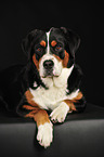 lying Great Swiss Mountain Dog