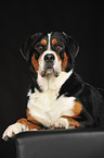 lying Great Swiss Mountain Dog