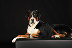 lying Great Swiss Mountain Dog