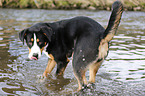 bathing Greater Swiss Mountain Dog