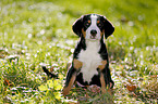 Greater Swiss Mountain Dog Puppy