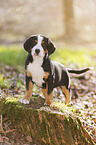 Greater Swiss Mountain Dog Puppy