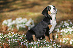 Greater Swiss Mountain Dog Puppy