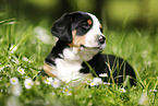 Greater Swiss Mountain Dog Puppy in flower meadow