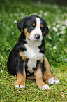 Greater Swiss Mountain Dog Puppy in the countryside