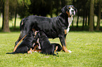 Greater Swiss Mountain Dog Puppies