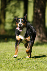 running Greater Swiss Mountain Dog