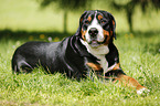 lying Greater Swiss Mountain Dog