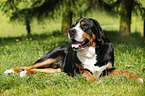 lying Greater Swiss Mountain Dog