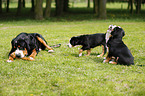 Greater Swiss Mountain Dogs