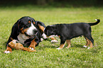 Greater Swiss Mountain Dogs