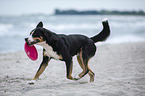 playing Greater Swiss Mountain Dog