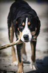 Great Swiss Mountain Dog