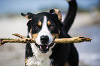 Greater Swiss Mountain Dog Portrait