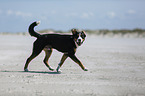 walking Greater Swiss Mountain Dog