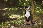 sitting Great Swiss Mountain Dog