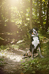 sitting Great Swiss Mountain Dog