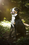 sitting Great Swiss Mountain Dog