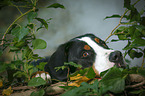 lying Great Swiss Mountain Dog