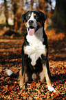 sitting Greater Swiss Mountain Dog