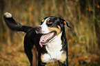 Greater Swiss Mountain Dog Portrait