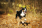 running Greater Swiss Mountain Dog