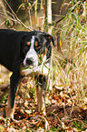 Greater Swiss Mountain Dog