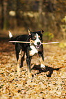 playing Greater Swiss Mountain Dog