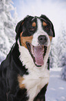 Greater Swiss Mountain Dog