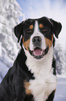 Greater Swiss Mountain Dog