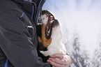 Greater Swiss Mountain Dog