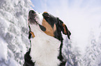 Greater Swiss Mountain Dog