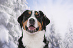 Greater Swiss Mountain Dog