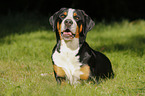 lying Great Swiss Mountain Dog