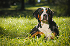 lying Great Swiss Mountain Dog