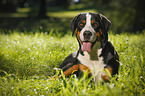 lying Great Swiss Mountain Dog