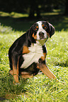 itching Great Swiss Mountain Dog