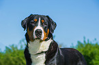 Great Swiss Mountain Dog Portrait