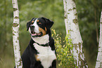 Great Swiss Mountain Dog Portrait