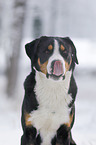 Greater Swiss Mountain Dog in the winter